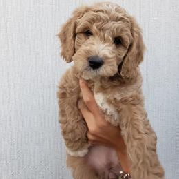 Goldendoodle Puppies from Hartman Goldendoodles