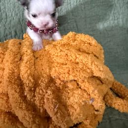 Willow - Merle female Chihuahua puppy in Dime Box, Texas from Color Me Crazy Chihuahuas