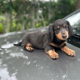 Teddy - Gray (blue) and tan male Dachshund puppy in Boston, Massachusetts from London’s puppies
