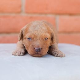 Aussiedoodle and Goldendoodle Puppies from Ever After Doodles Arizona