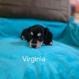 Virginia - Black and cream female Dachshund puppy in Bedias, Texas from Faith & Grace Doxies