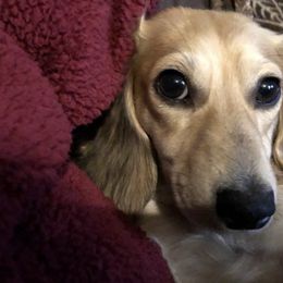 Dachshunds from Murphy's 4 paws and a tail