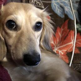 Dachshunds from Murphy's 4 paws and a tail