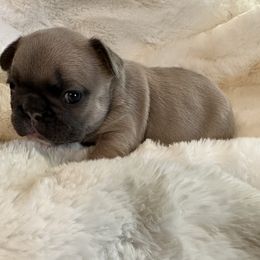 French Bulldog Puppies from Frenchiesbysouthernbell