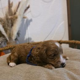 Blue Collar Channing - Red  male Goldendoodle puppy in Bristol, Tennessee from 4goldendoodles
