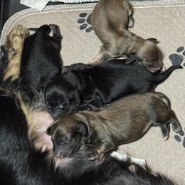Girl 1 - female Dachshund puppy in Rhode Island from FOSTERS FRENCHIES and DACHSHUNDS
