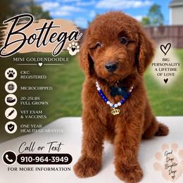 Bottega - Red  male Goldendoodle puppy in Spring Lake, North Carolina from Pawriffic Pups