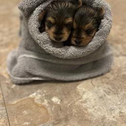 Poodles and Yorkipoos from Bella Dreamss LLC