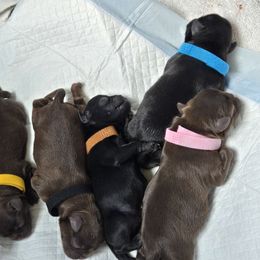 Blue - Brown male Brussels Griffon puppy in Welch, Minnesota from Baringer Brussels