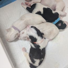 Miniature Schnauzer Puppies from SHANNAN COLE
