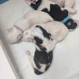 Miniature Schnauzer Puppies from SHANNAN COLE