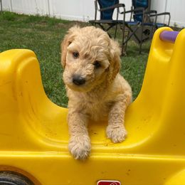Goldendoodle Puppies from Penny Doodles VA