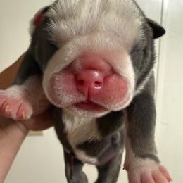 Girl 1 - Blue Tri - Blue tri-color female Bulldog puppy in Lakeland, Florida from Fur Love And Puppies