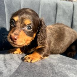 Hamilton - Chocolate and tan male Dachshund puppy in Knoxville, Tennessee from East TN Dachshunds