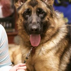 Ruby - German Shepherd