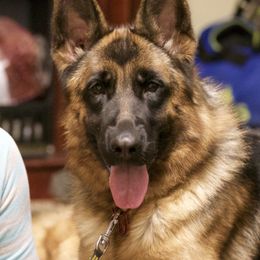 Ruby - German Shepherd