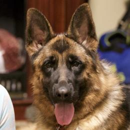 Ruby - German Shepherd