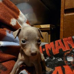 PFF1 2-26 - Fawn (isabella) and tan female Miniature Pinscher puppy in Middle Point, Ohio from Knisely's Min Pins-AKC