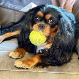 Bailey - Cavalier King Charles Spaniel