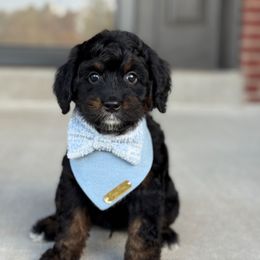 Black Panther - male Australian Mountain Doodle puppy in Pittsburgh, Pennsylvania from WestPenn Doodles LLC