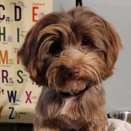 Brinsley - Havanese