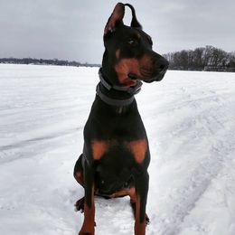 Sojie - Doberman Pinscher