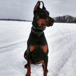 Sojie - Doberman Pinscher