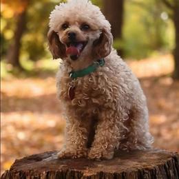 Rojo - Red  male Poodle puppy in Blanch, North Carolina from Faithful Hearts Kennel