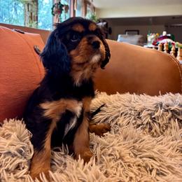 Julia - Black and tan female Cavalier King Charles Spaniel puppy in Tucson, Arizona from Abbey Road Cavaliers