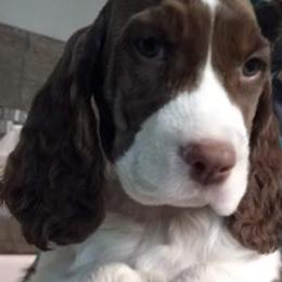 English Springer Spaniel Puppies from Chic English Springer Spaniels