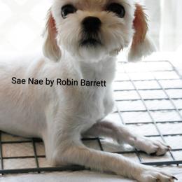 Sae Nae - Maltese