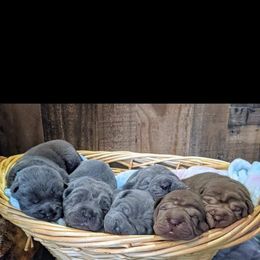 Chinese Shar-Pei Puppies from Ola & Olivia's Shar Pei