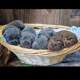Chinese Shar-Pei Puppies from Ola & Olivia's Shar Pei