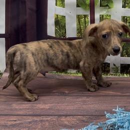 Cream Brindle Smooth Male - Cream male Dachshund puppy in Killeen, Texas from Southern Dachshunds