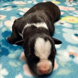 Joel - Black male American Staffordshire Terrier puppy in Clintwood, Virginia from SkyBlue Kennel