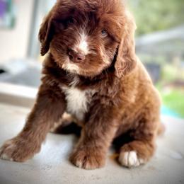 River - Mahogany and white male Saint Berdoodle puppy in Lookout, California from Remington Kennels, LLC