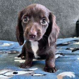 Brownie - Chocolate female Dachshund puppy in Ocala, Florida from Weenie Boops