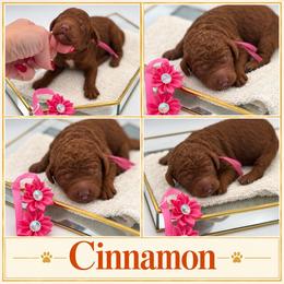 Cinnamon - Red  female Poodle puppy in Mount Vernon, Illinois from AMC Poodles