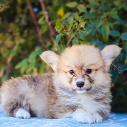 Rex - Sable male Pembroke Welsh Corgi puppy in Caliente, California from Rafter Cross 7
