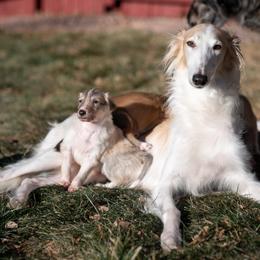 Silken Windhound Puppies from Redshift Silken Windhounds