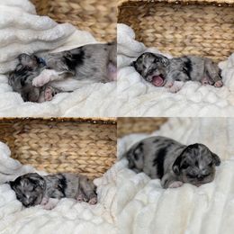 Aussiedoodle Puppies from Silva Ranch Doodles