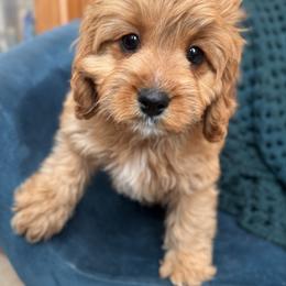 Rosé (female - purple collar) - Red female Cavapoo puppy in Gilbert, Arizona from Azteddybeardoodles