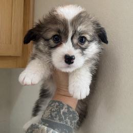 Eevee - White and red female Pembroke Welsh Corgi puppy in Red Bluff, California from Wilder Ranch Corgis