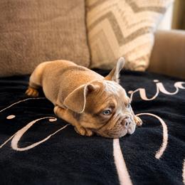 French Bulldog Puppies from Roberto Amador