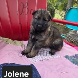 Jolene - Sable female German Shepherd puppy in Cave City, Arkansas from Bayou Valley Shepherds and American Hunt Terriers