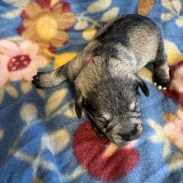 Miniature Schnauzer Puppies from Sweet Home Schnauzers