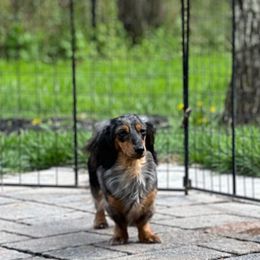 Zoey - Dachshund