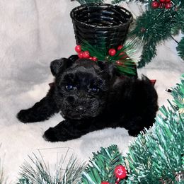 Raven - Black female Miniature Schnauzer puppy in San Augustine, Texas from My Little Schnauzer Pals