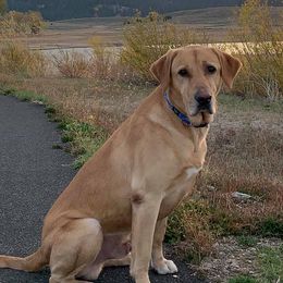 Labrador Retrievers from Fetching Labradors