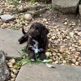 Bella - Chocolate female Goldendoodle puppy in Atlanta, Georgia from ADreamcatchers Doodles